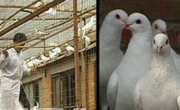 如何防治鸽子最常发生的疾病图片
