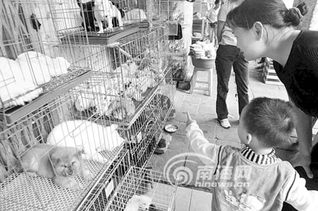 携带狂犬病毒小狗几天连害三条人命(图)