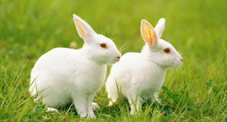 武拉平:2016-2025年中国兔产业发展规划(上)